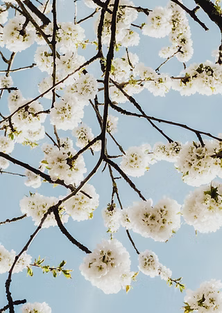 Vitale kersenboom met een gezonde bodem als basis